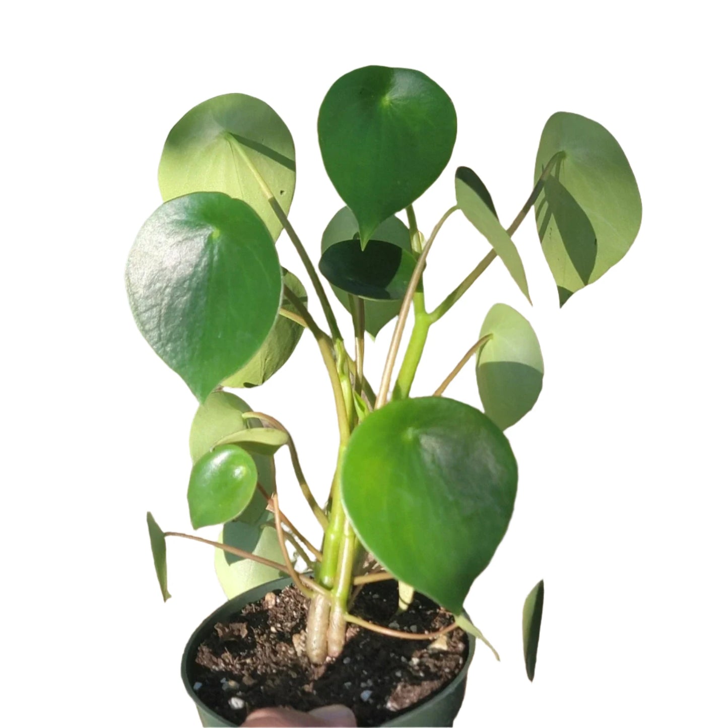 Owl Eye Peperomia - 4"