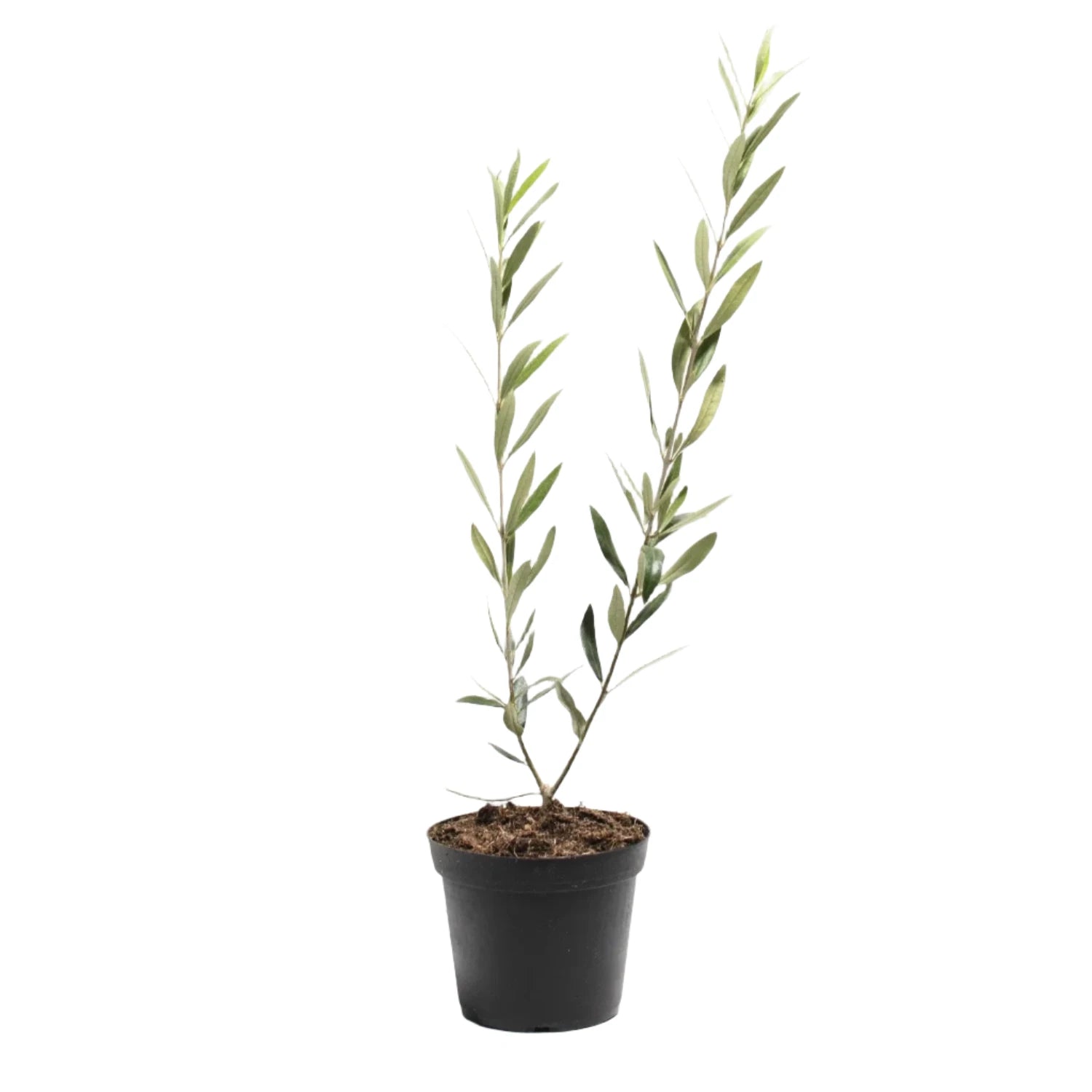 Olive Tree - 'Mission' - Olea Europaea - live plant