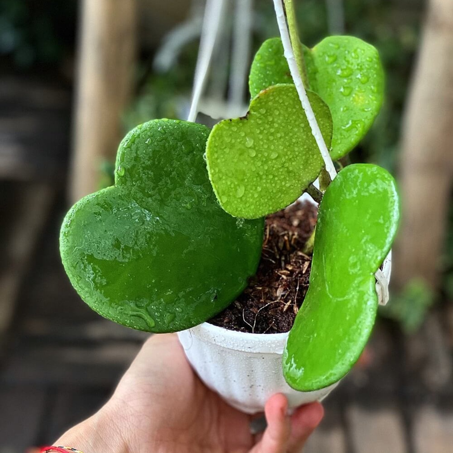 Hoya Kerrii Non-Variegated (3-4 Leaves) - 4"