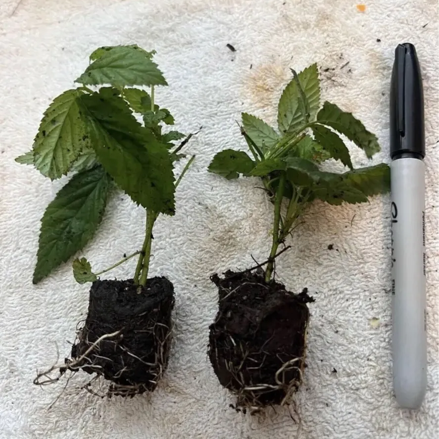 2 Nantahala Raspberry Plants 2 Boysenberry Plants