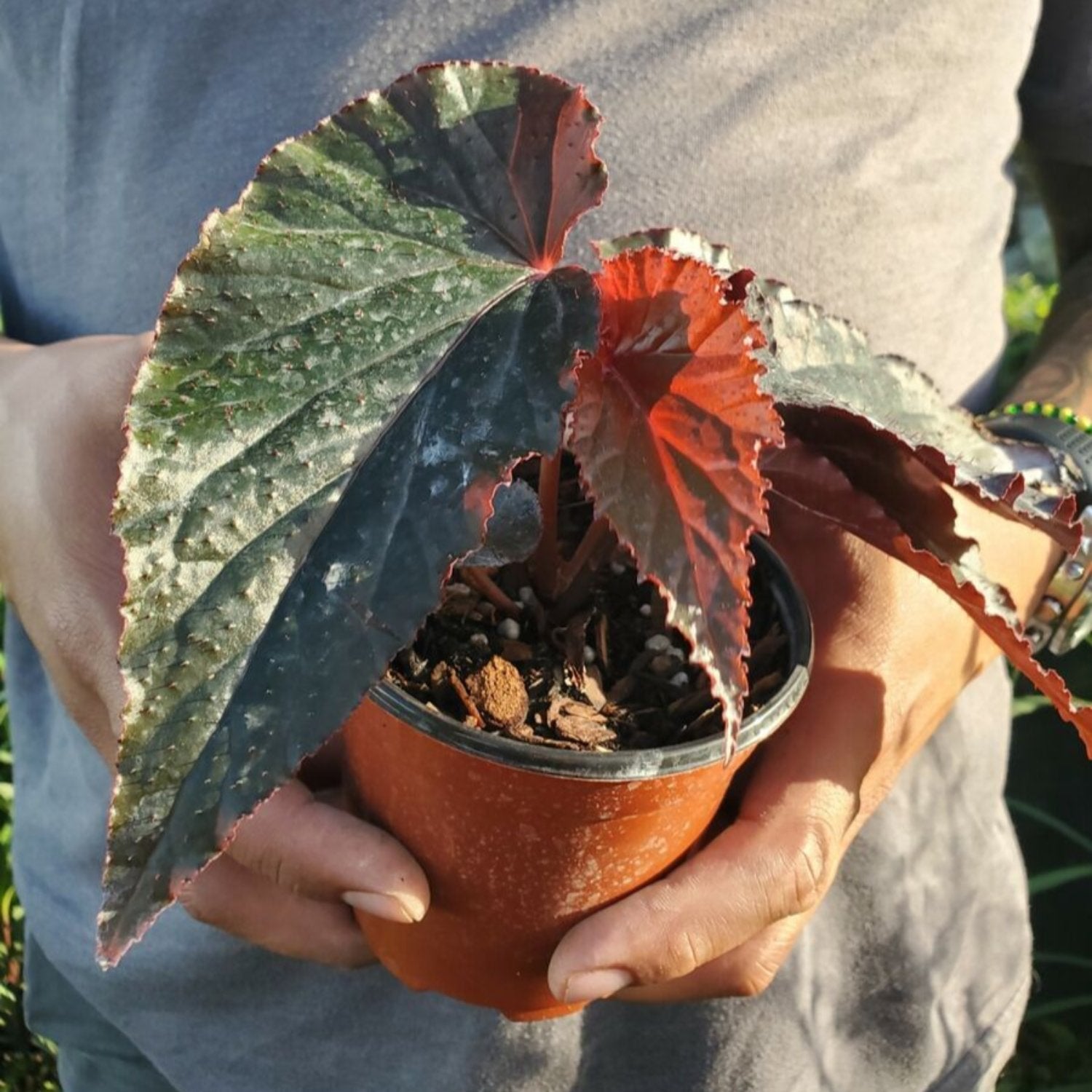 Begonia Angel Wing - 4''