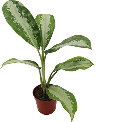 Aglaonema Silver Moon - 4''