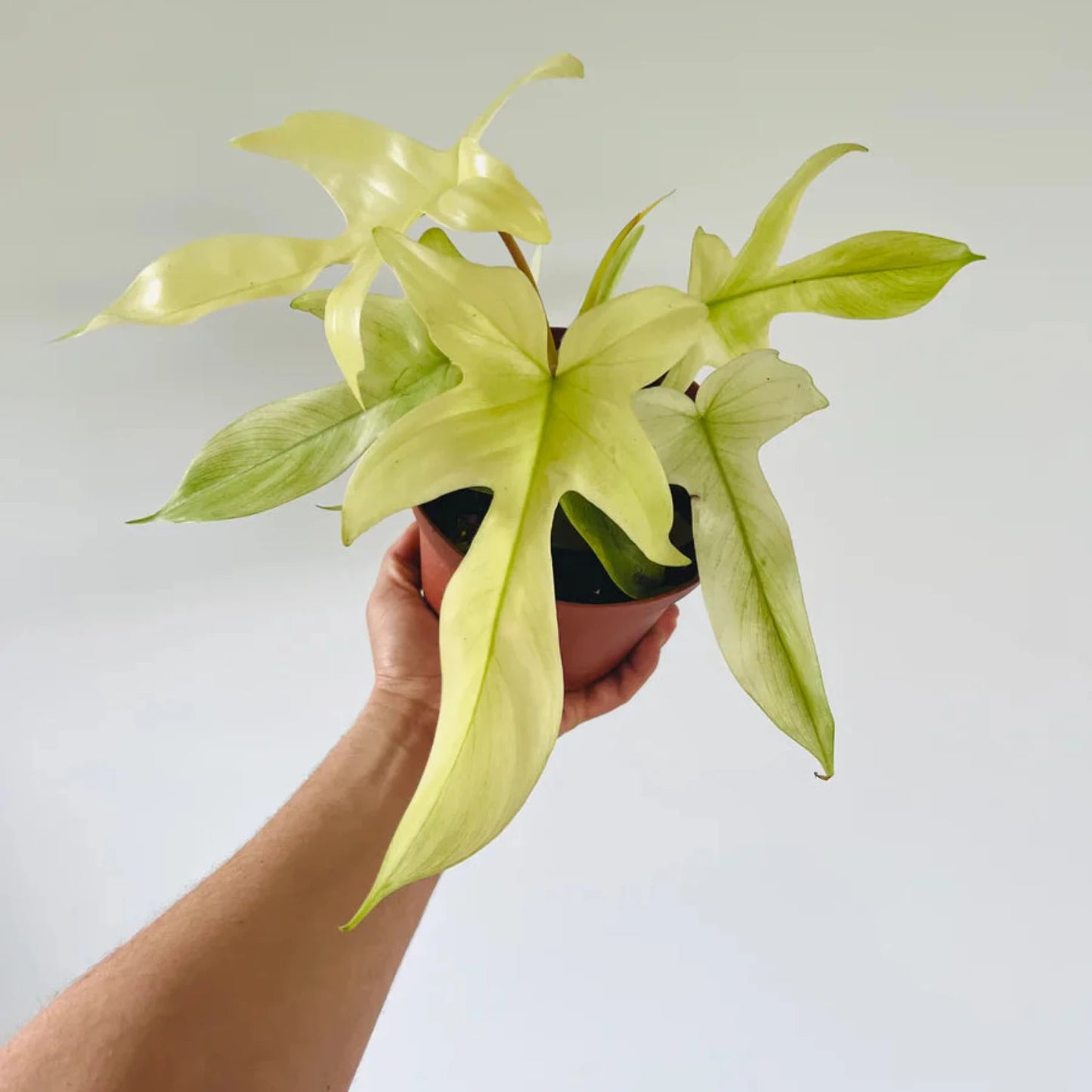 Philodendron Florida Ghost- 6"