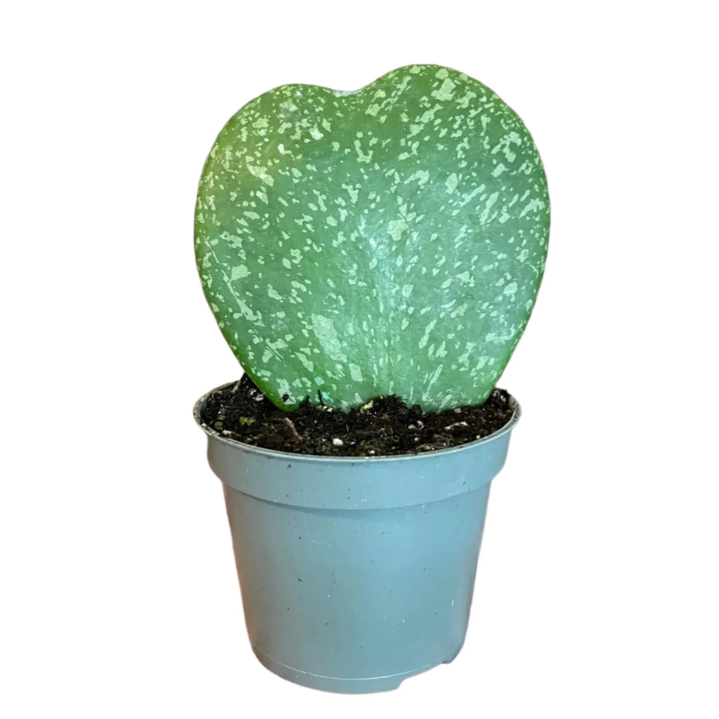 Hoya Kerrii Splash Single Heart - 4"