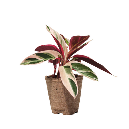 Calathea Triostar - 4''