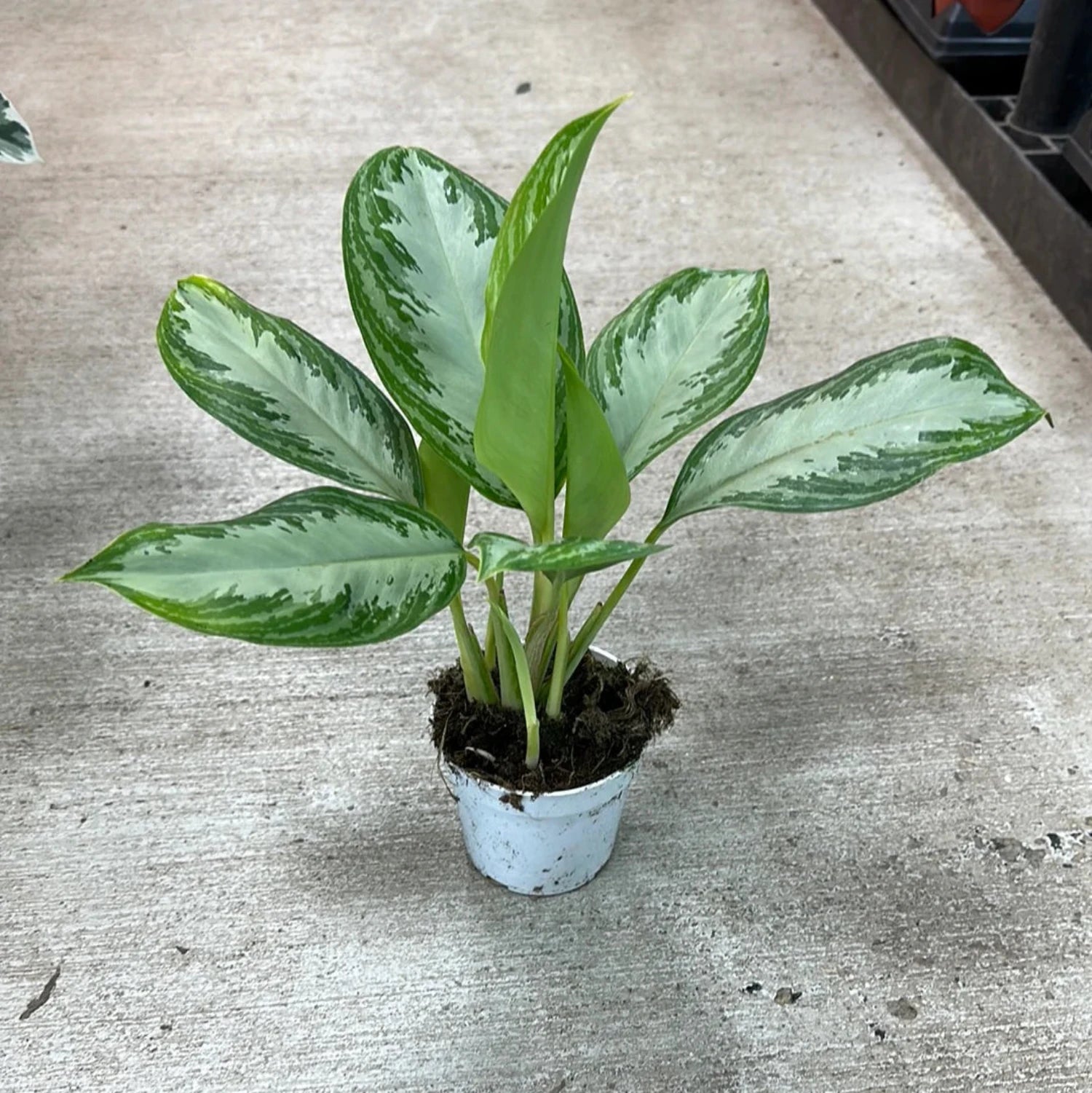 Aglaonema Chinese Evergreen - 4''