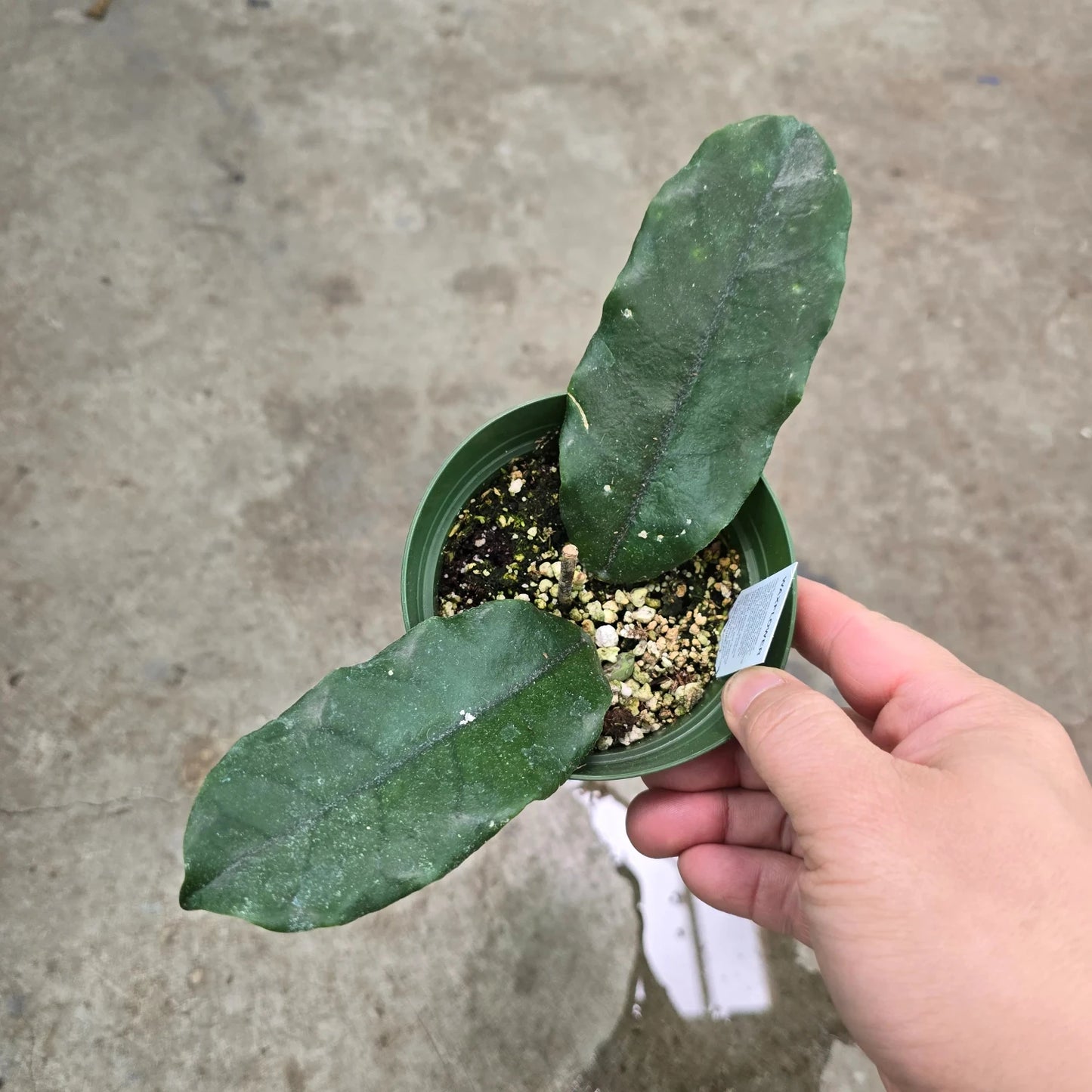 Hoya Globulosa - 4''