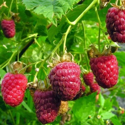 Nantahala RED RASPBERRY Two - 4 Live Rooted Plants