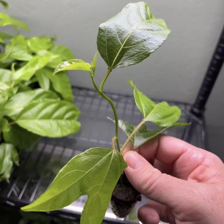 Passion Fruit - Possum Purple - Passiflora edulis 1 Live Plant