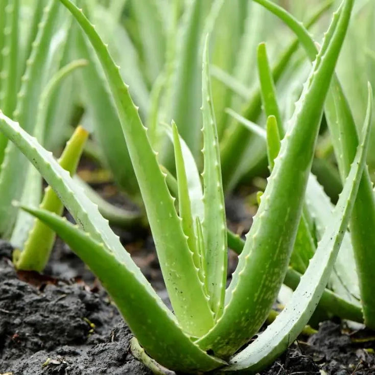 Medicinal Aloe Vera