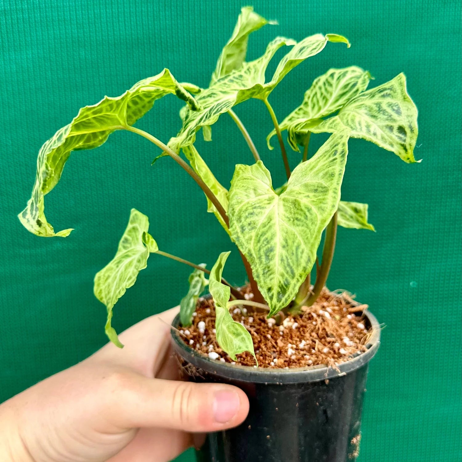 Syngonium Podophyllum (Green Aroid) -6''