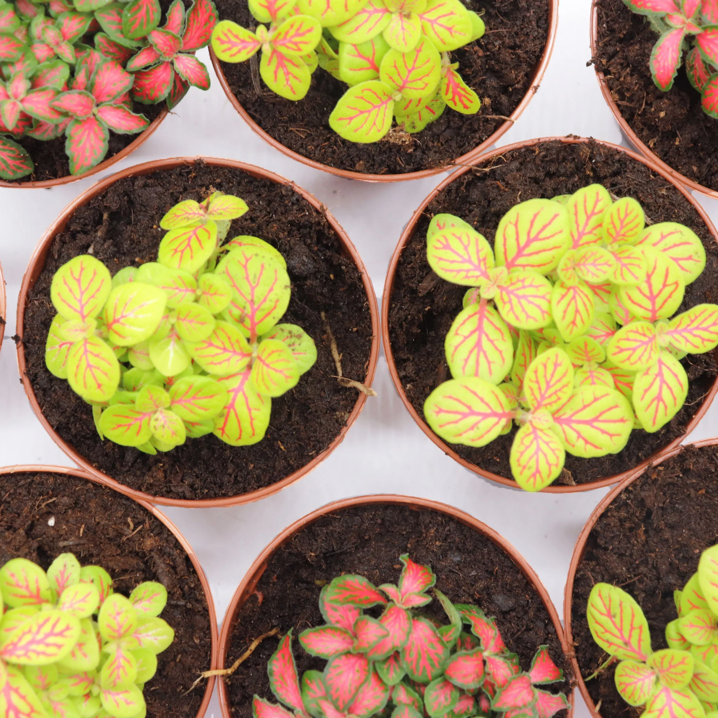 Colorful Fittonia Mix- 2.5"