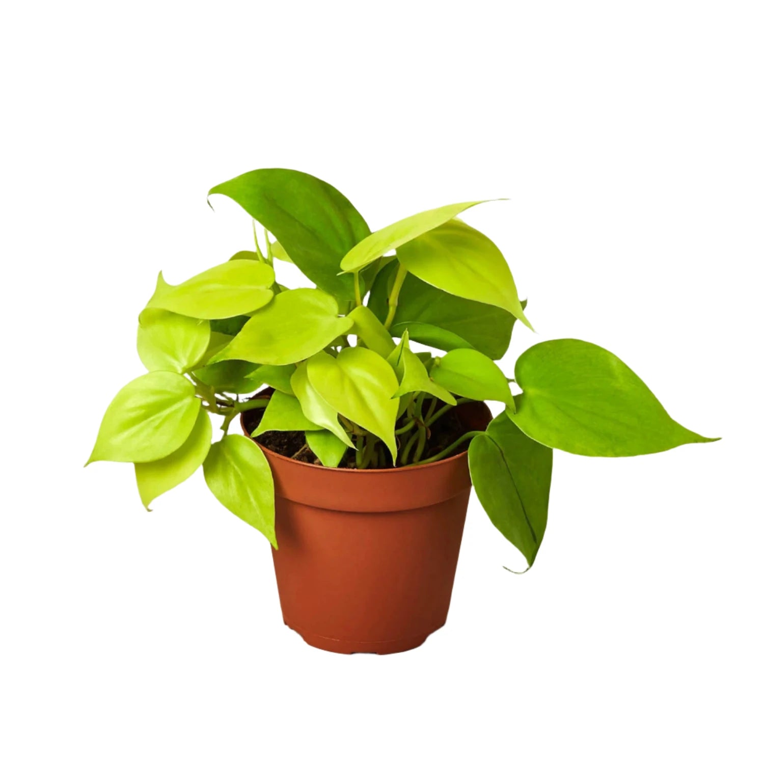 Philodendron Neon Cordatum - 2"