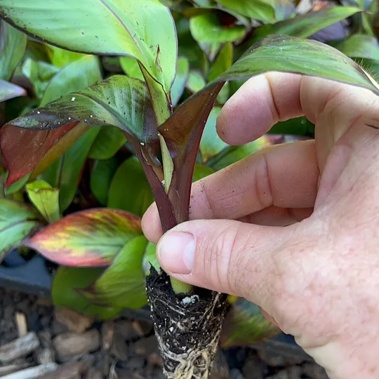 Ensete Maurelii - Red Abyssinian Banana