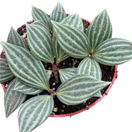 Peperomia Tetragona (Watermelon Stilt) -4''