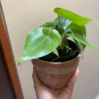 Philodendron Cordatum - 4"