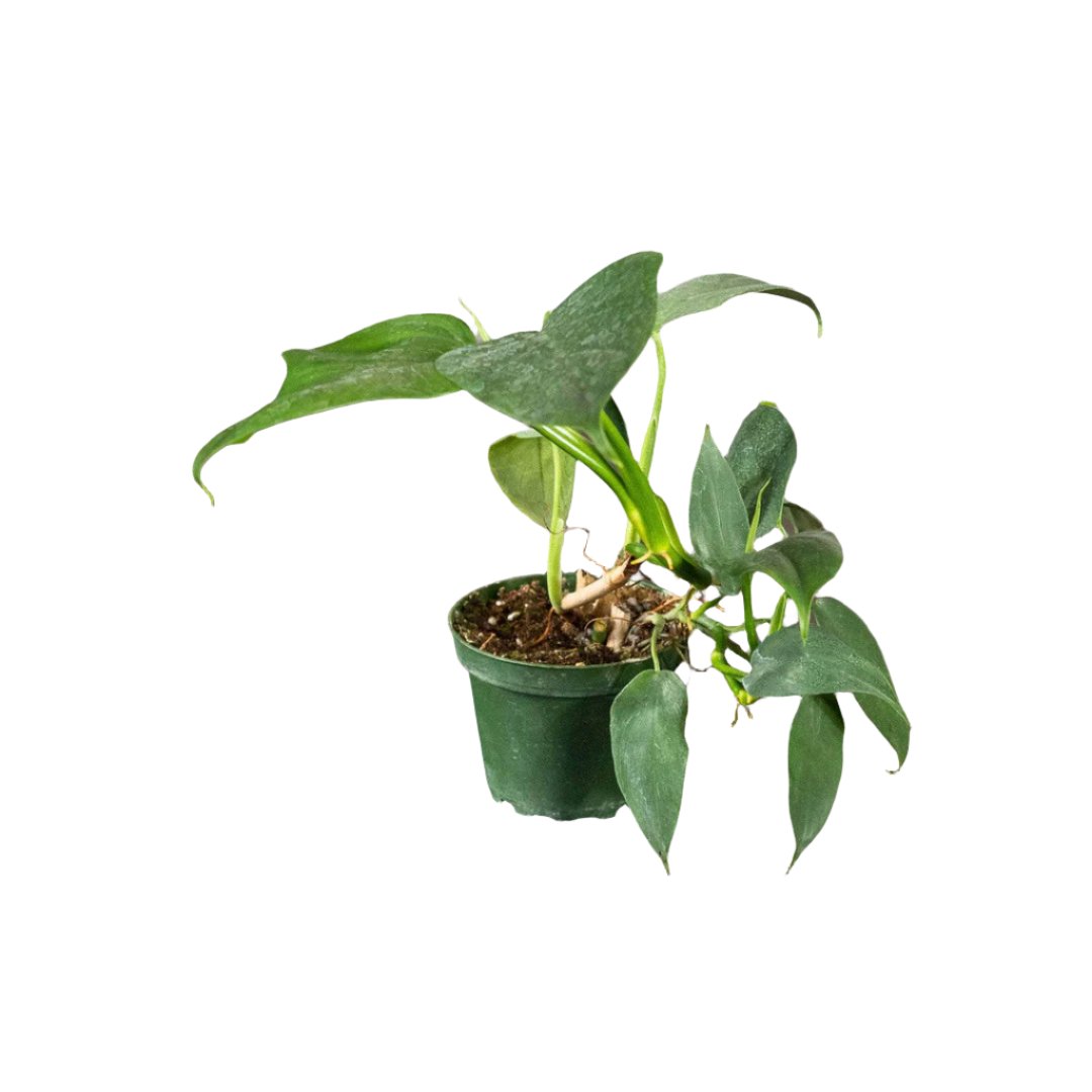 Philodendron Bipennifolium - 4"