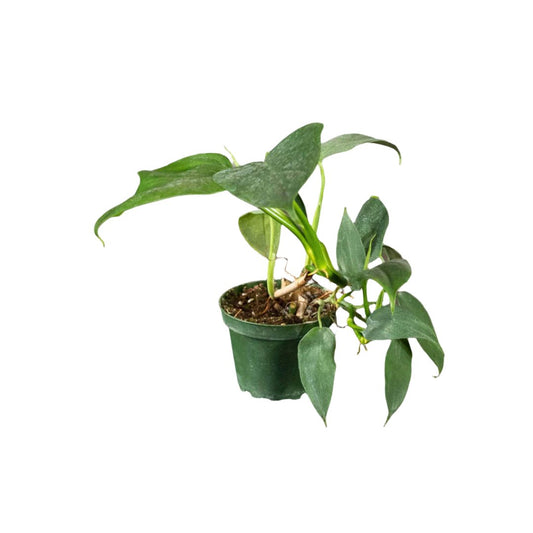 Philodendron Bipennifolium - 4"