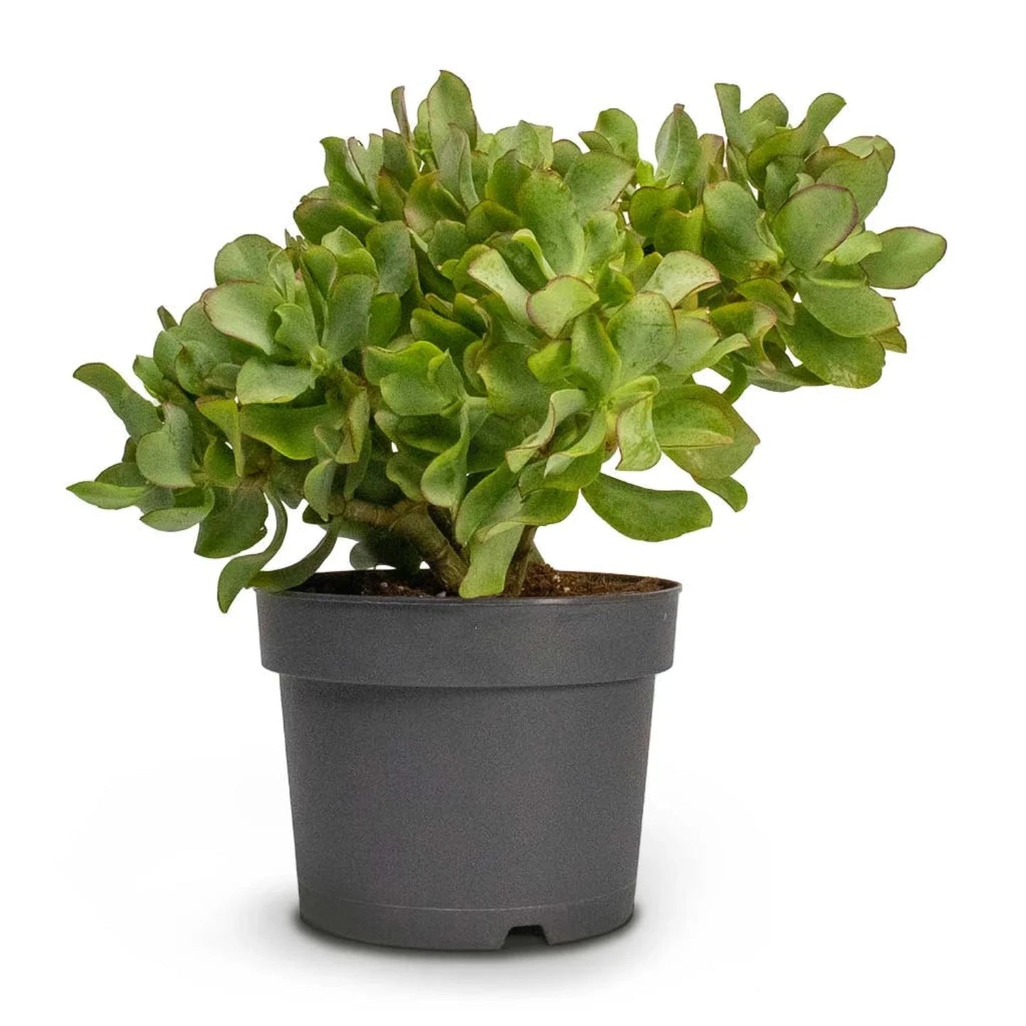 Curly Jade Succulent - 4''