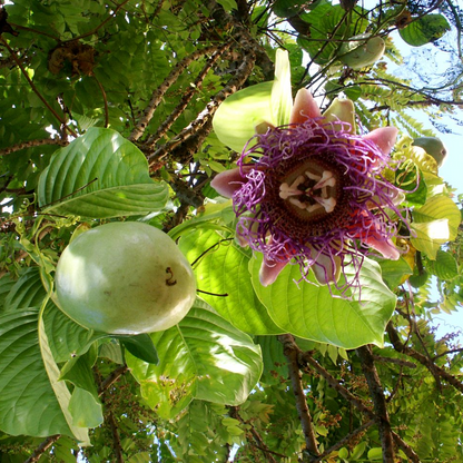 Giant Granadilla Passion Flower - Edible Passion Fruit