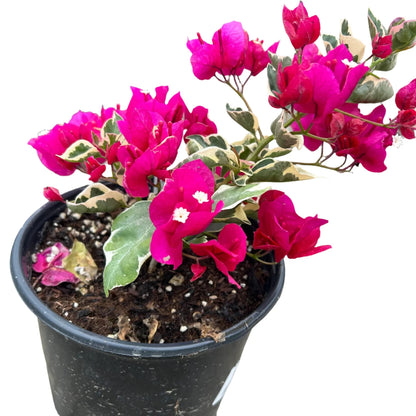 Bougainvillea - 'Raspberry Ice'