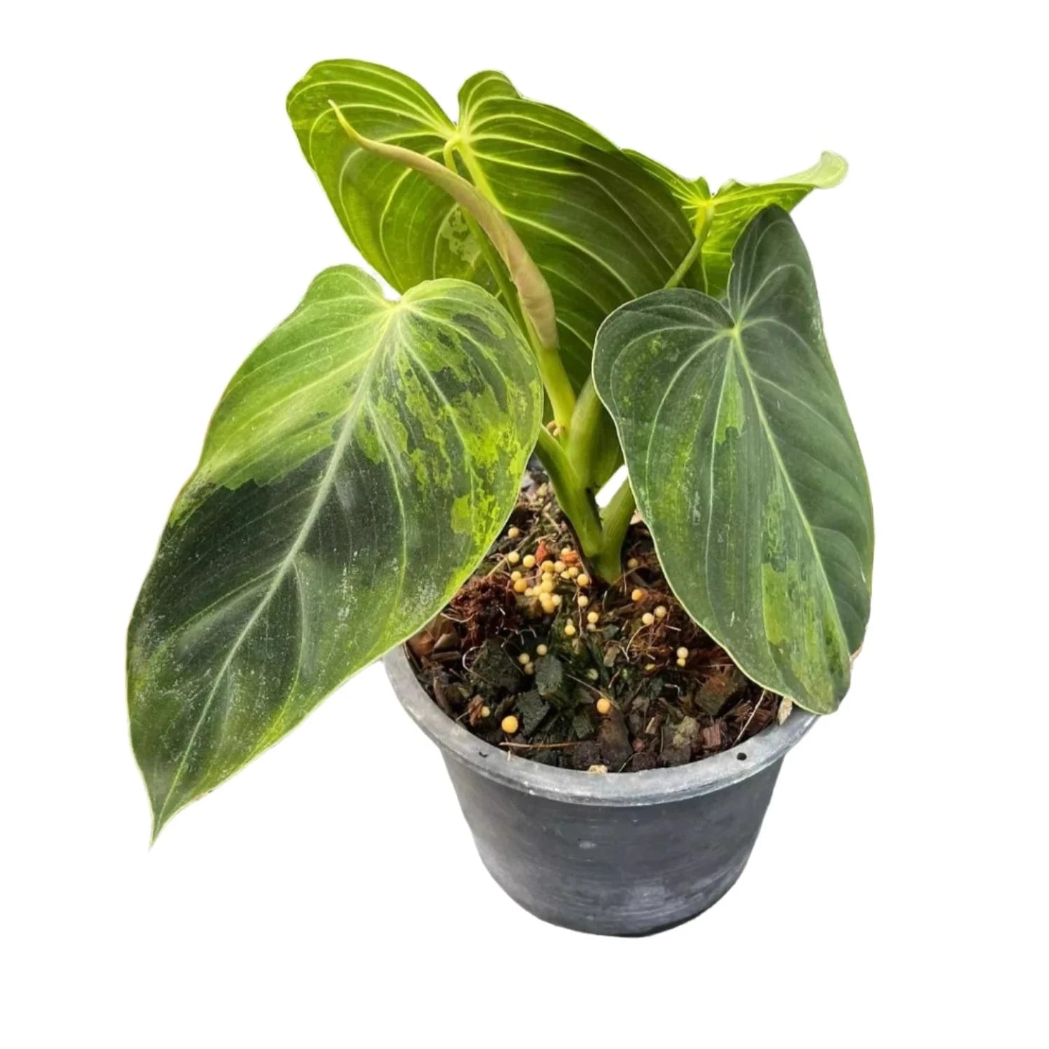 Philodendron MELANOCHRYSUM - 4"