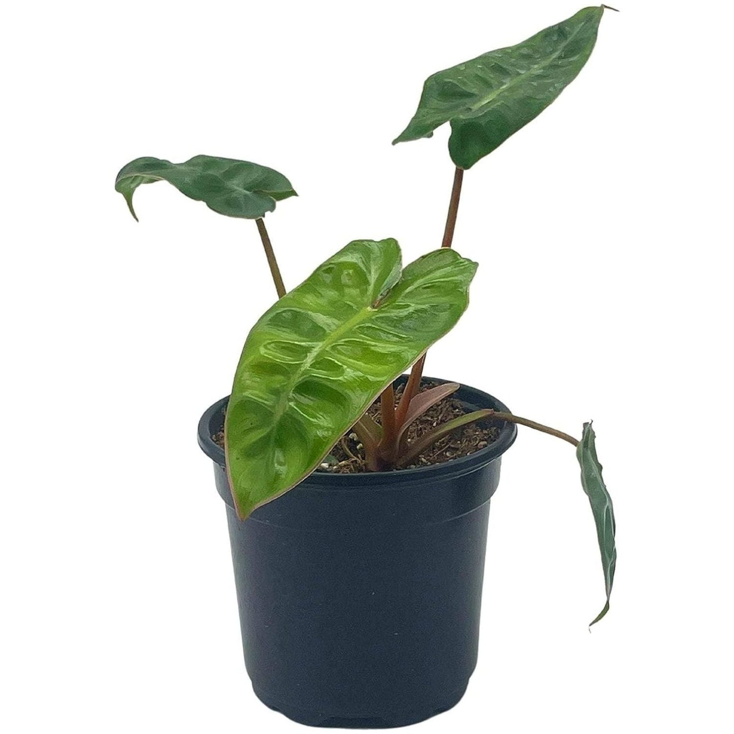 Philodendron Pedatum Reindeer - 6''