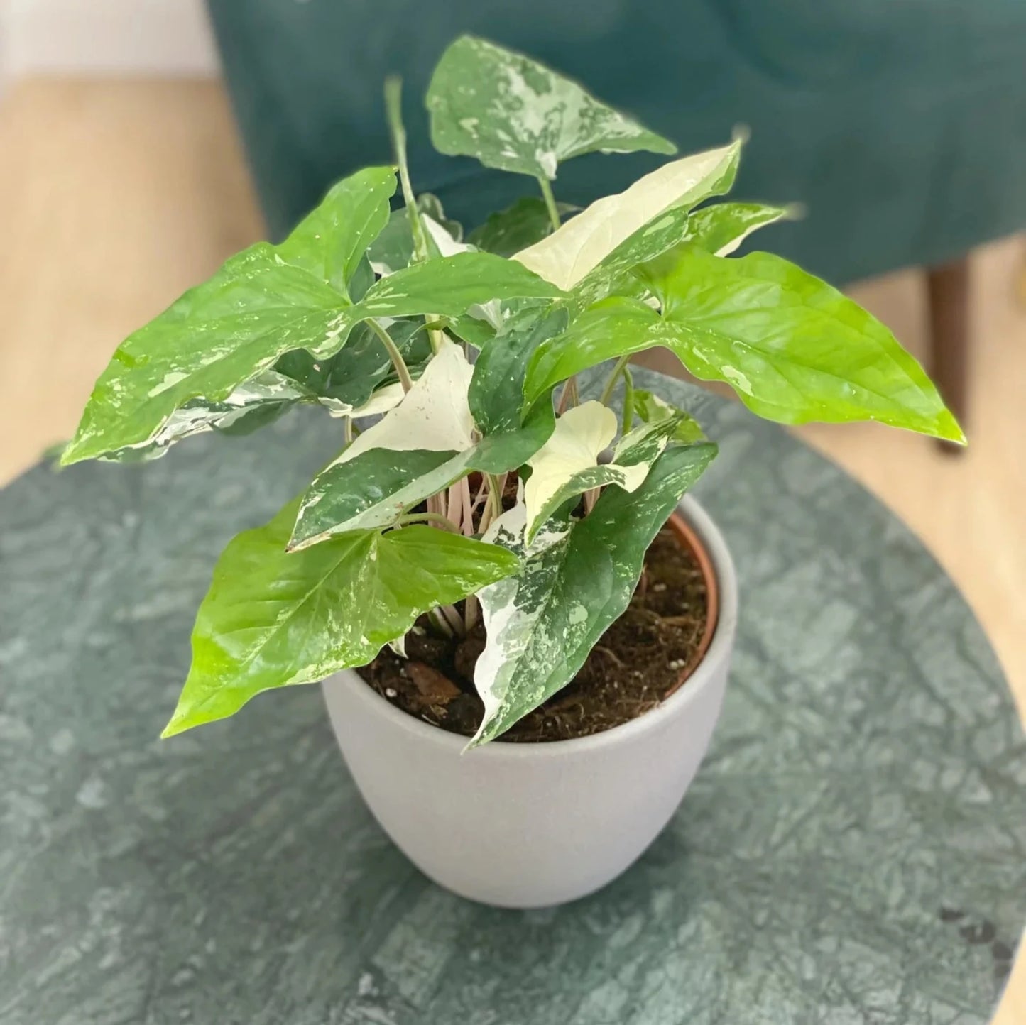 Syngonium Podophyllum Albo-Variegatum-6''