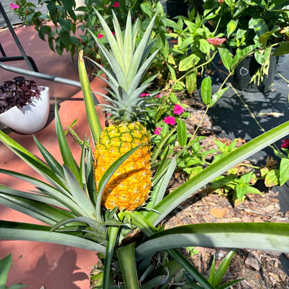 Pineapple Plant - 'Elite Gold'