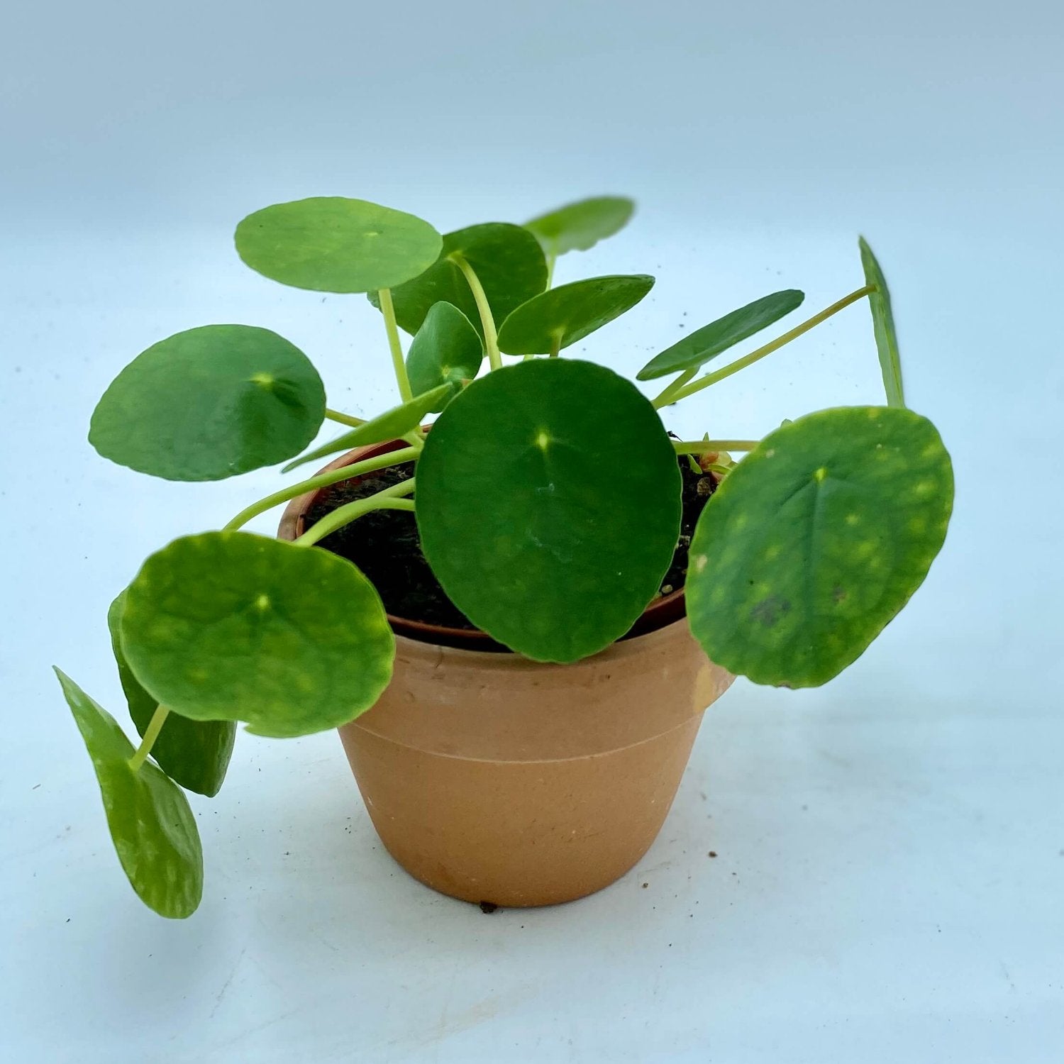 RARE Chinese Money Plant - 4''