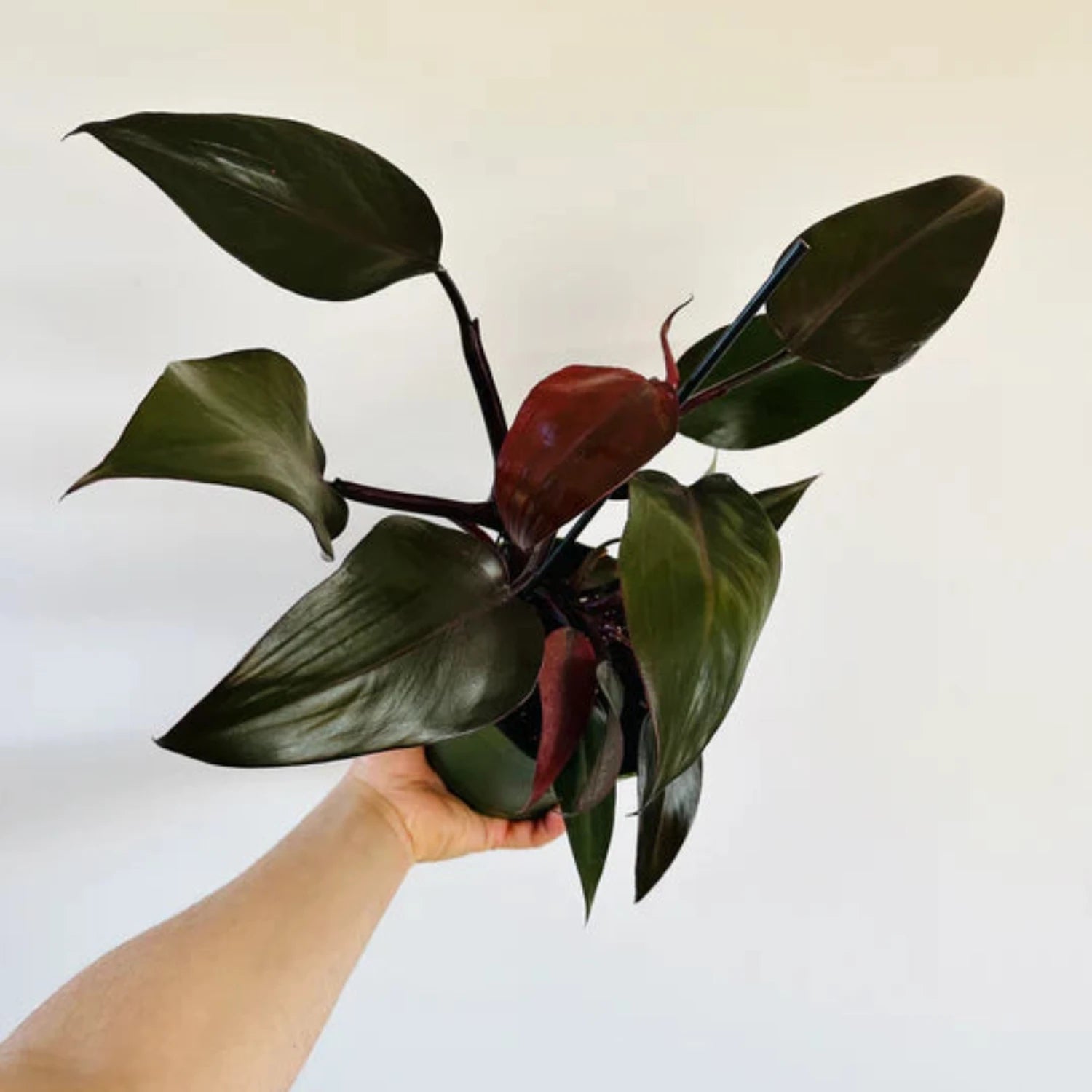 Philodendron Royal - 6"