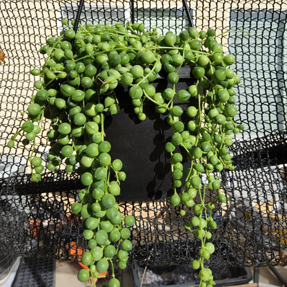 String of Pearls - 6"