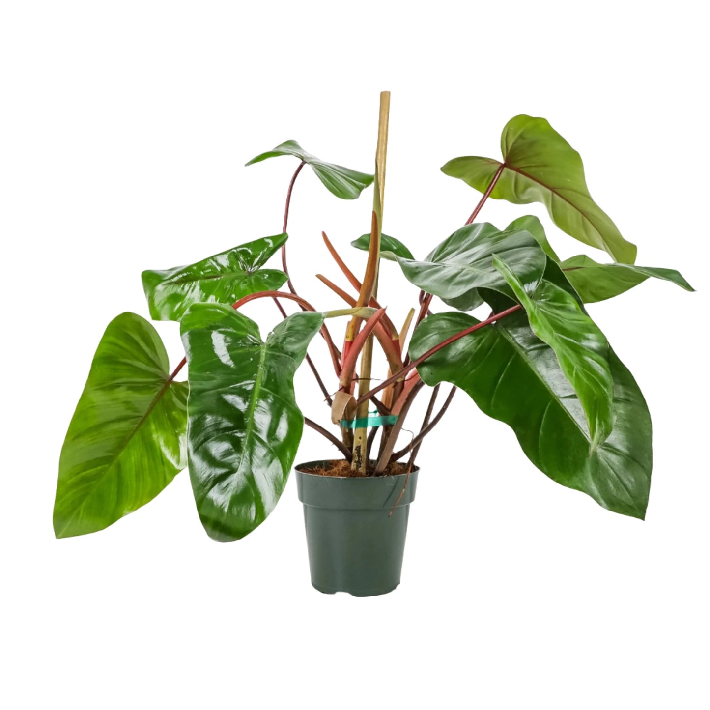 Philodendron Emerald Green - 4''