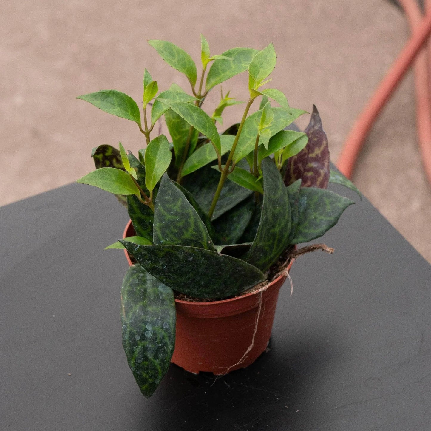 Black Pagoda (Lipstick plant) - 2''