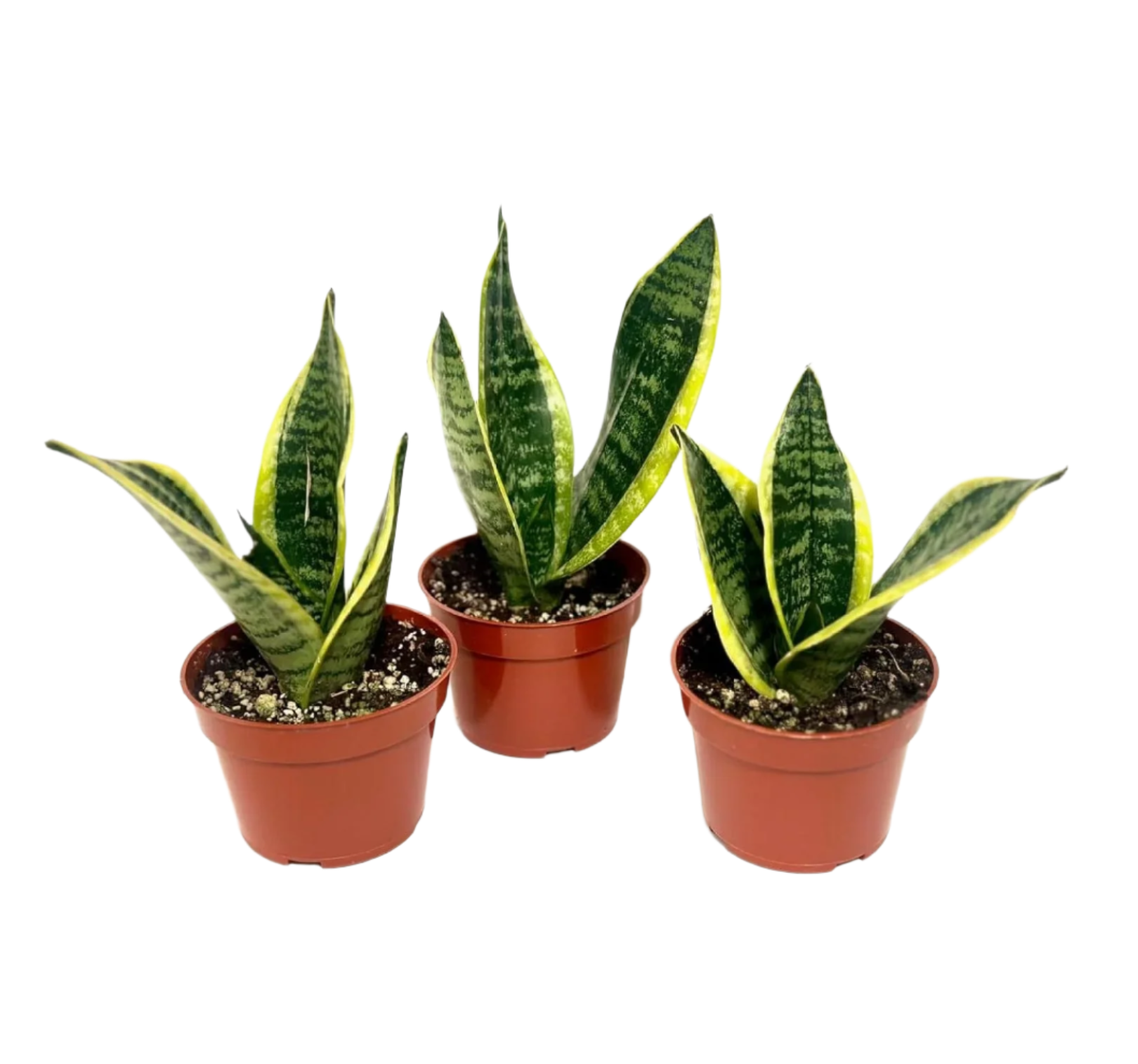 3 Sansevieria Bundle - 4"