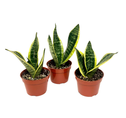 3 Sansevieria Bundle - 4"