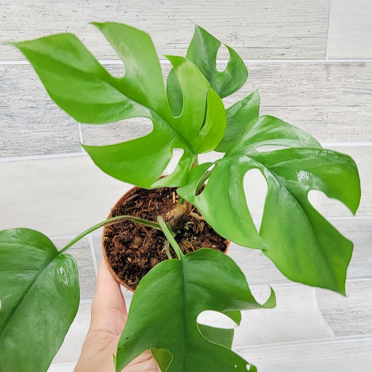 Rhaphidophora Tetrasperma (The Rare Mini Monstera) - 6''