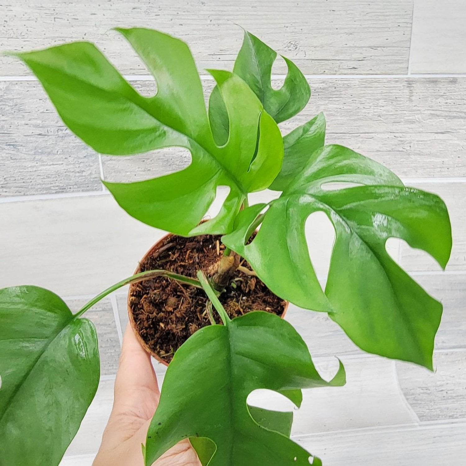 Rhaphidophora Tetrasperma (The Rare Mini Monstera) - 6''