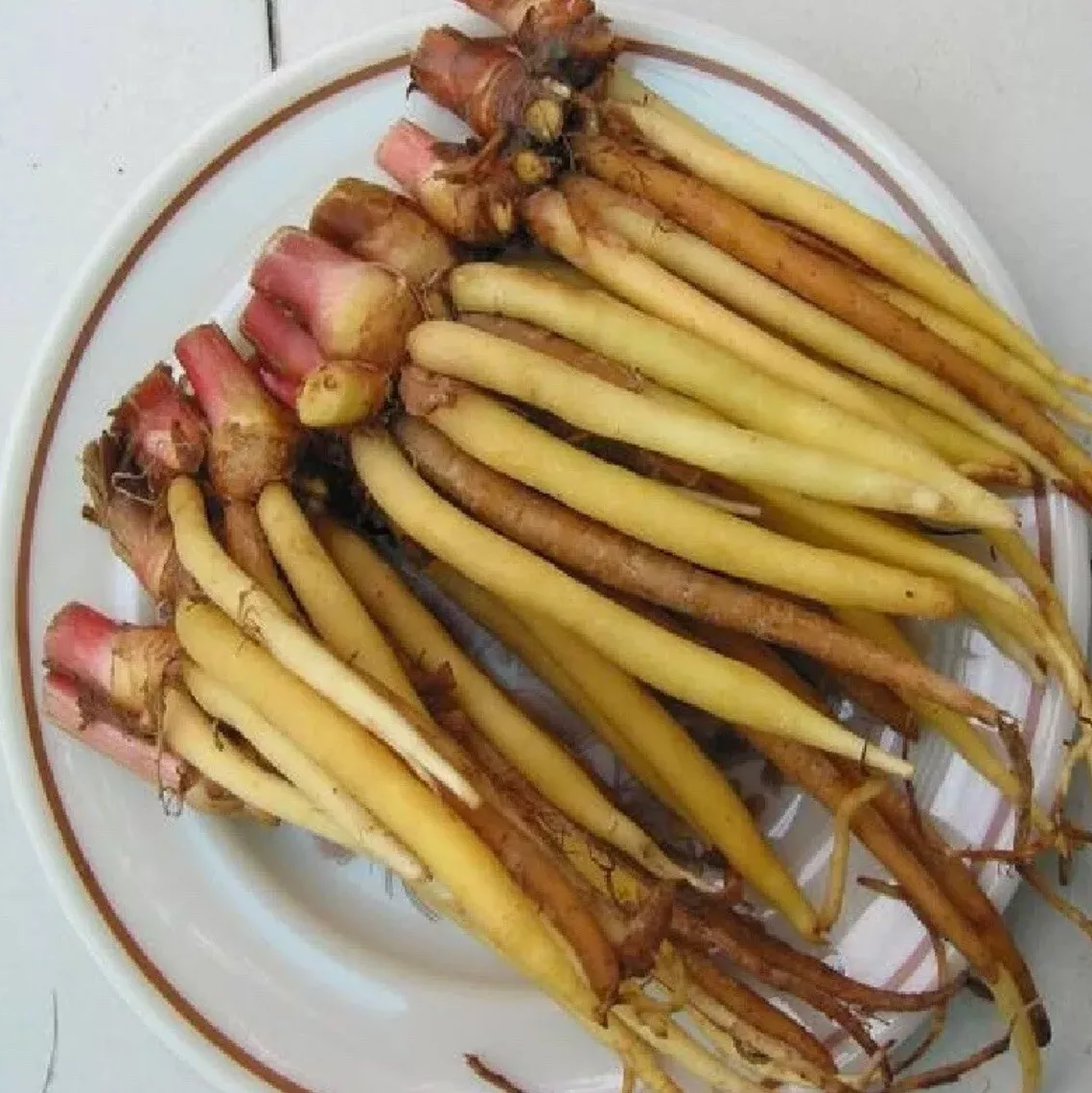 Potted/Finger Root/ Krachai/ Chinese Ginger Keys