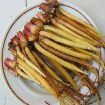 Potted/Finger Root/ Krachai/ Chinese Ginger Keys