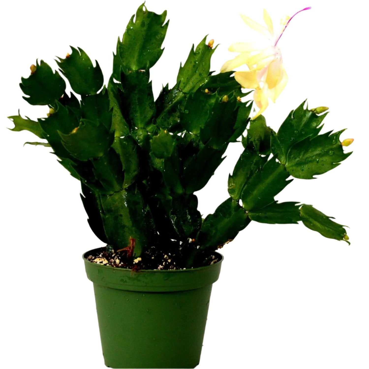 Yellow Christmas Cactus - 6''