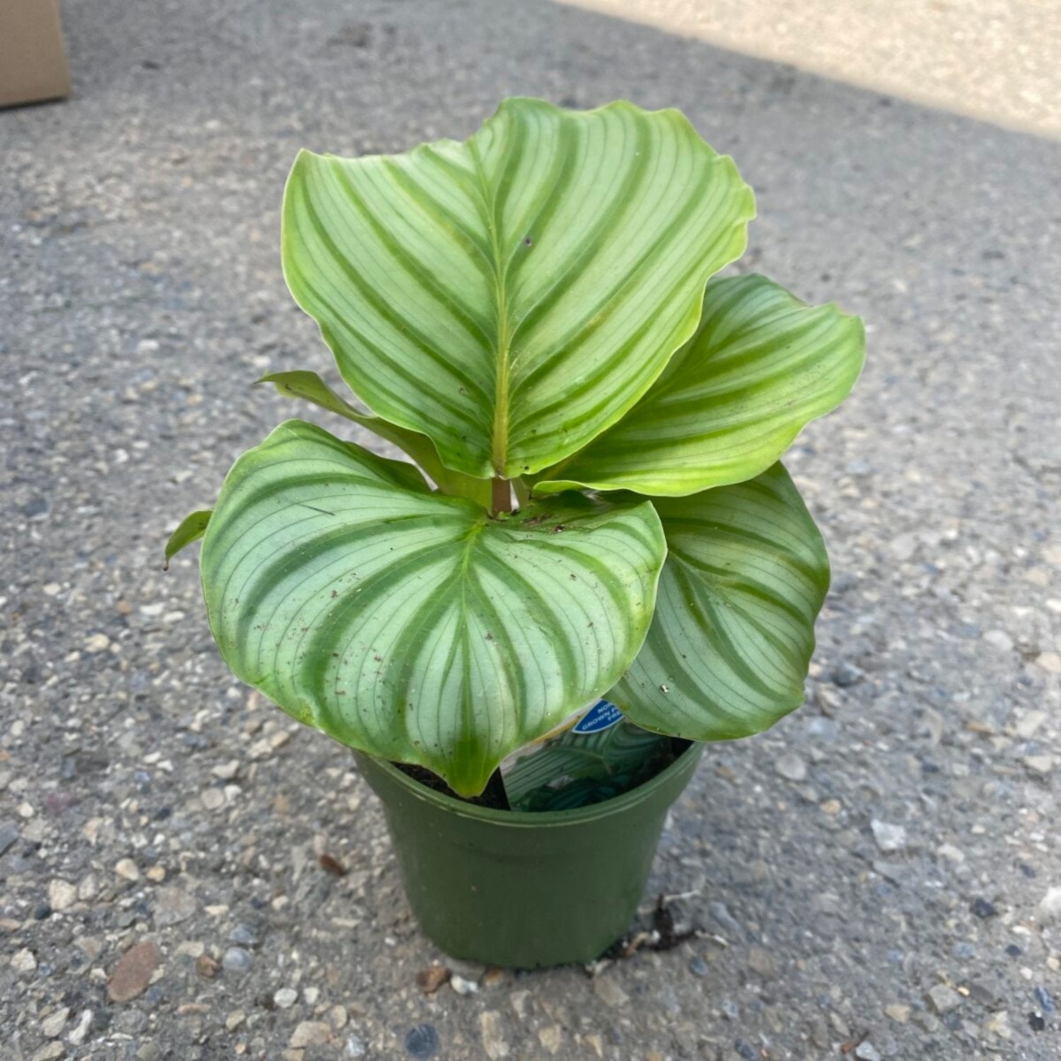 Calathea Orbifolia - 4''