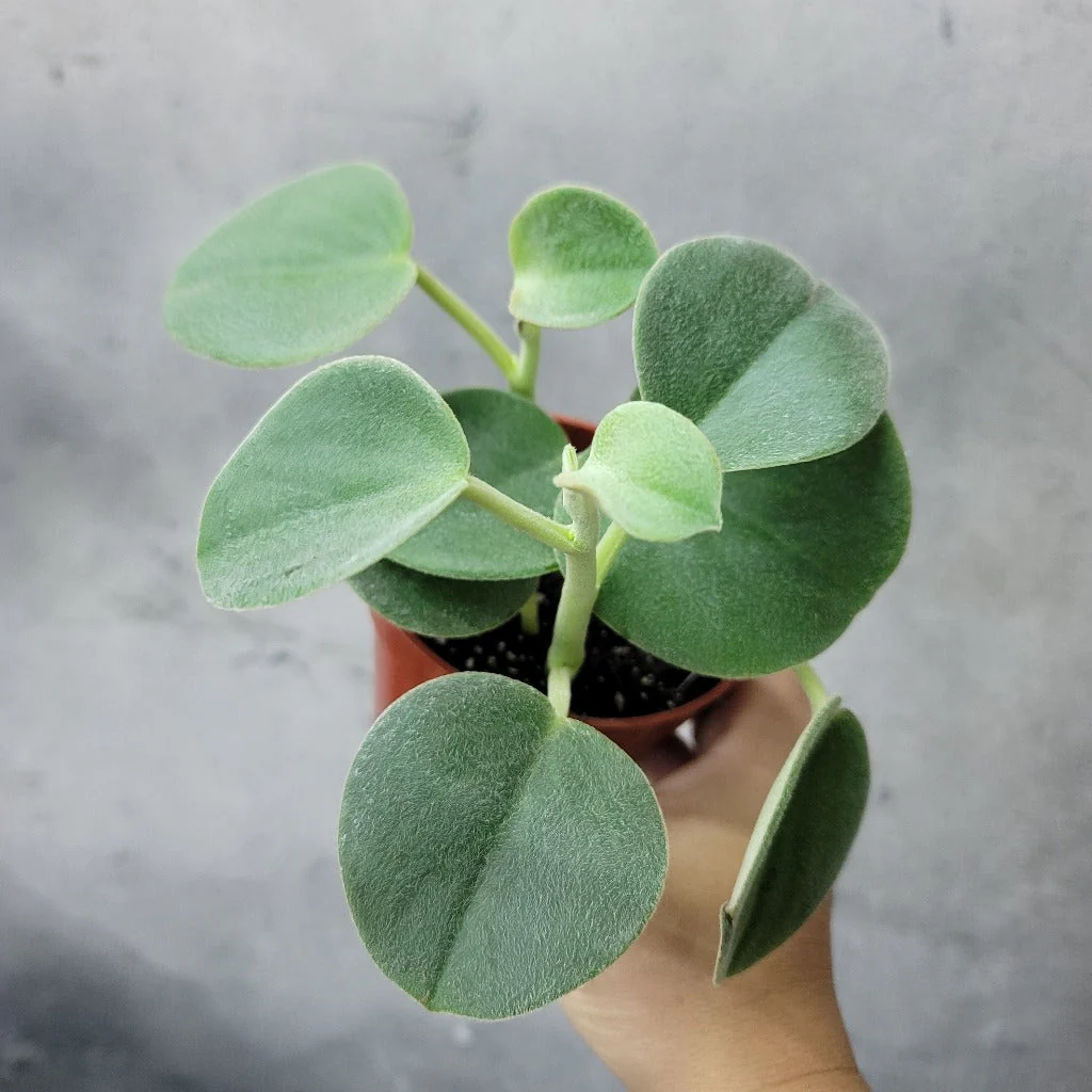 Peperomia Incana - 4''