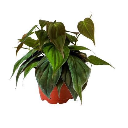 Philodendron Micans - 8"