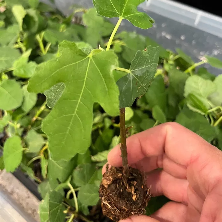 Ficus "Black Mission" Fig Tree plant hardy 25 Plants. Cold Hardy