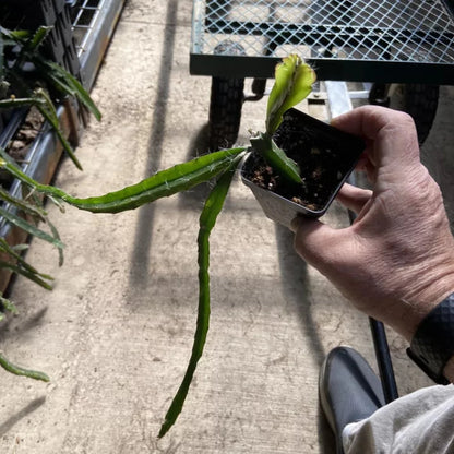 Dragon Fruit - 'Edgar's Baby - (HYLOCEREUS HYBRID)