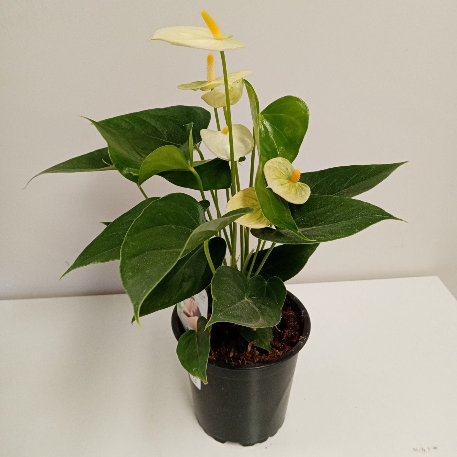 Vanilla Anthurium - 4"