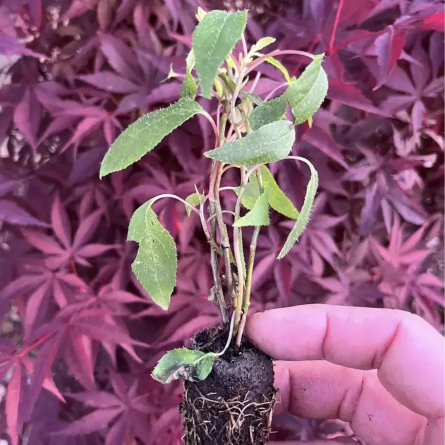 1 Kiwi Prolific Vine - Self Pollinating