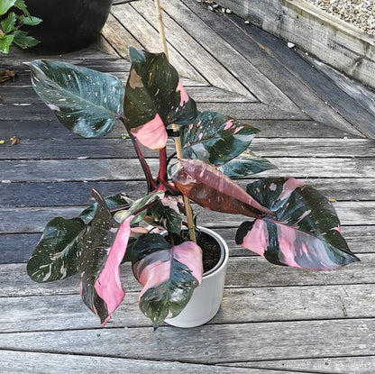 Philodendron Burgundy Princess - 4''