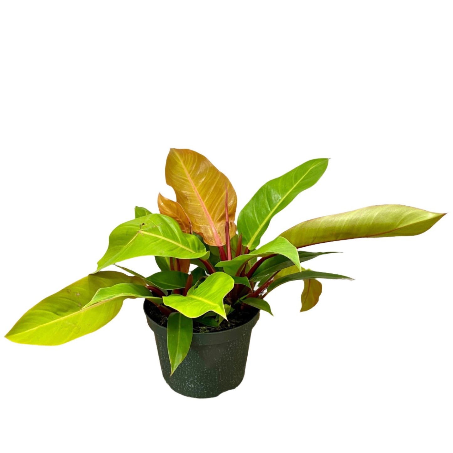 Philodendron (Prince of Orange) - 8''